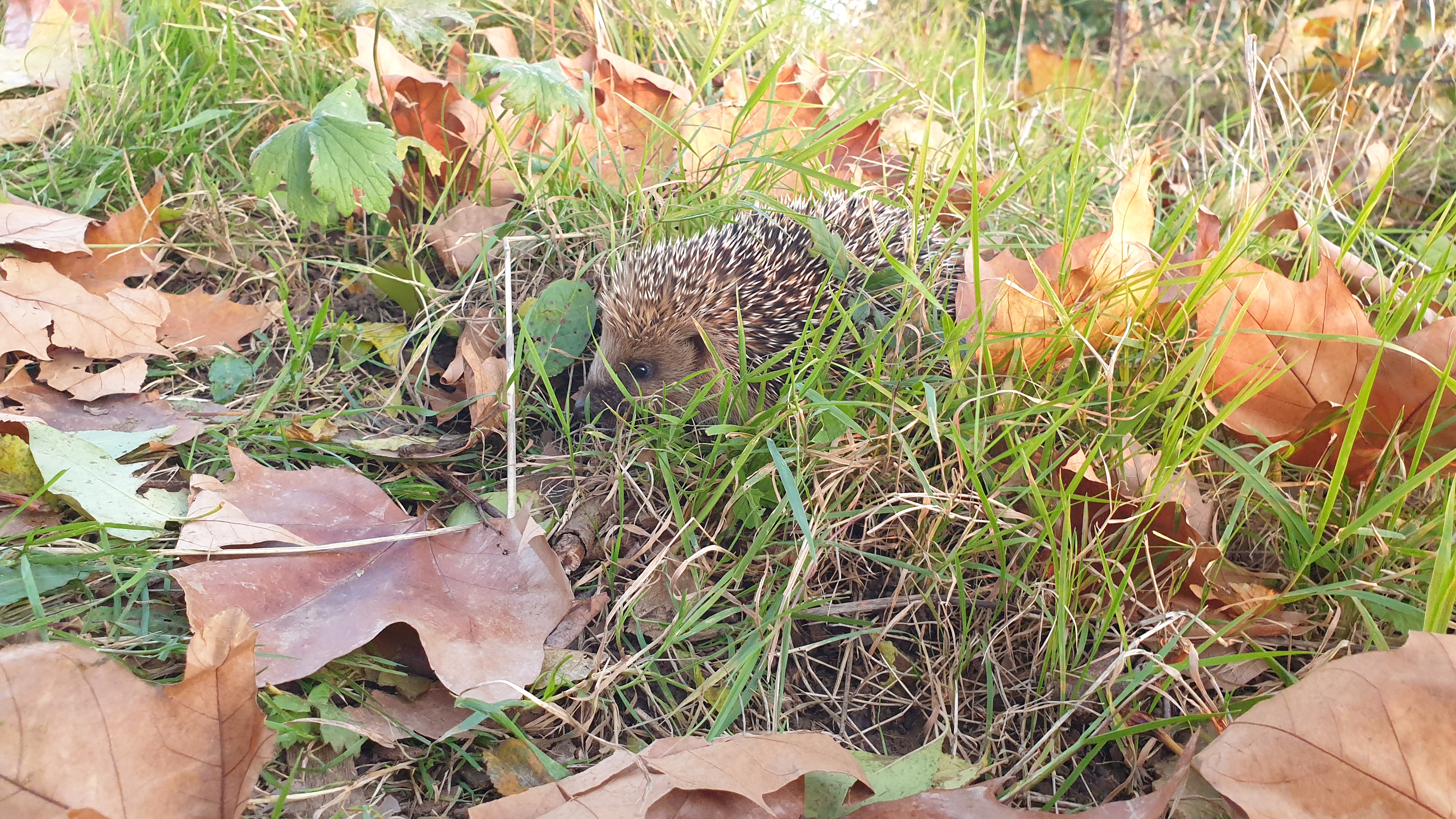 image 98F149D545034E93BD6748B01CBC84F5.jpeg (4.5MB)